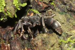 Platythyrea punctata