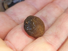 Reticularia jurana
