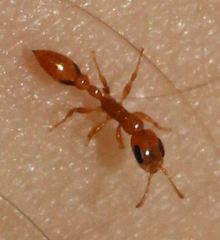 Pseudomyrmex simplex