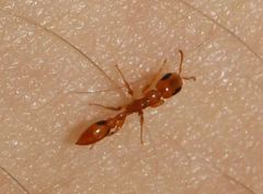 Pseudomyrmex simplex