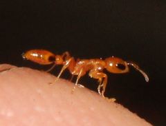 Pseudomyrmex simplex