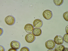 Reticularia jurana