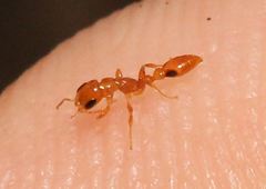 Pseudomyrmex simplex