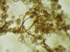 Reticularia jurana