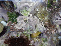 Lithophyllum hibernicum