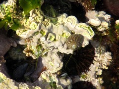 Lithophyllum hibernicum