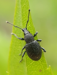 Otiorhynchus pinastri