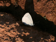 Celastrina echo cinerea