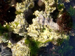 Lithophyllum hibernicum