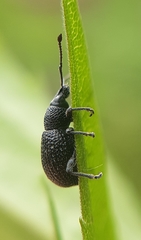 Otiorhynchus pinastri