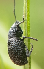 Otiorhynchus pinastri