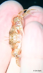 Thranita coeruleipes