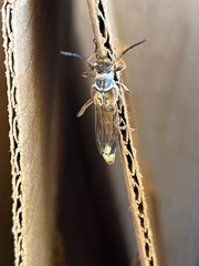 Necydalis cavipennis