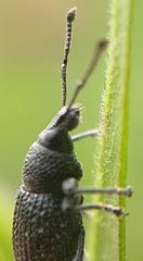 Otiorhynchus pinastri