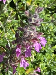 Teucrium divaricatum