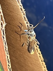 Necydalis cavipennis