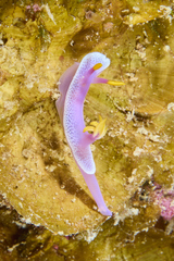Hypselodoris apolegma