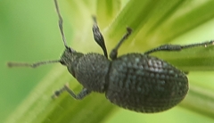 Otiorhynchus pinastri