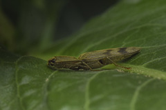 Conoderus leucophaeatus