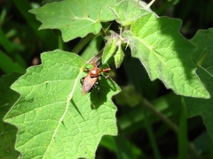 Apiomerus emarginatus