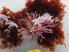 Amphiroa