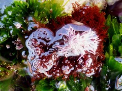 Amphiroa