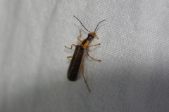 Podabrus brunnicollis