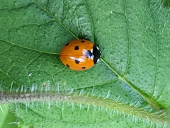 Coccinella septempunctata