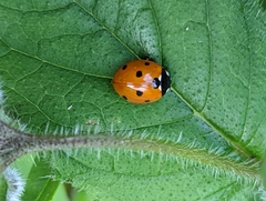 Coccinella septempunctata