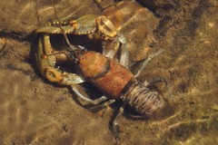 Cambarus eeseeohensis