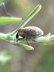 Larinus minutus
