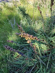 Asphodelus macrocarpus