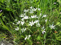 Ornithogalum orthophyllum