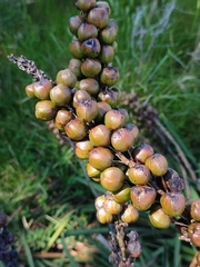 Asphodelus macrocarpus