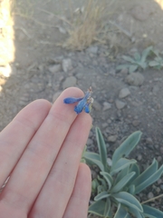 Penstemon pachyphyllus