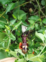 Dendrobias mandibularis mandibularis