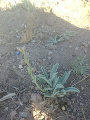Penstemon pachyphyllus