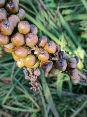 Asphodelus macrocarpus