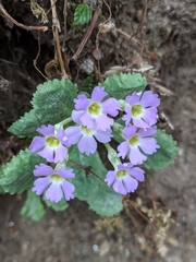 Primula nana