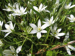 Ornithogalum orthophyllum