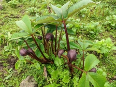 Arisaema costatum