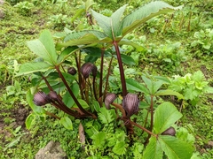 Arisaema costatum