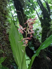Calanthe brevicornu