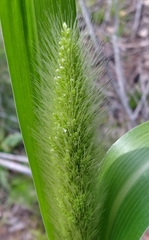 Setaria magna