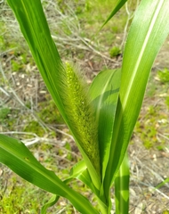 Setaria magna