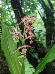 Calanthe brevicornu