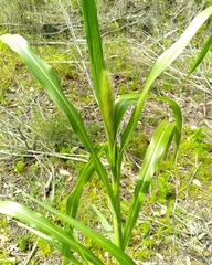 Setaria magna