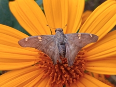 Ectomis octomaculata