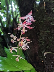 Calanthe brevicornu