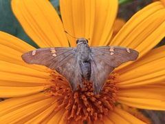 Ectomis octomaculata